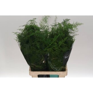 Freshy Asparagus Setac Extra veren