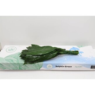 Freshy Aspidistra | Colour: Green | Length ± 60 centimetre | Per 5 bunches