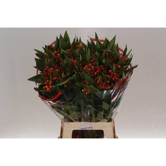 Freshy Asclepias Serenade