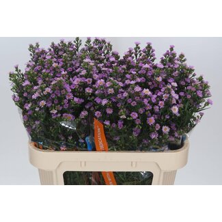 Freshy Aster Painted Lady