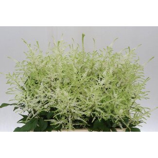 Freshy Astilbe Ja Whasingthon