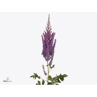 Freshy Astilbe C Black N Blue