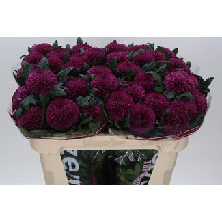 Freshy Chrysant deco Roxo
