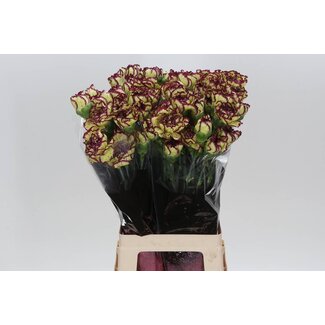 Freshy Anjer Lang Extravaganza