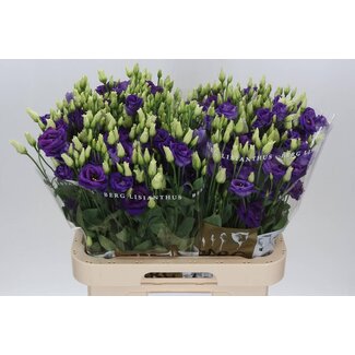 Freshy Eustoma Gevuld Rosi Blue
