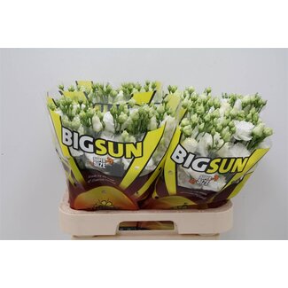 Freshy Eustoma Gevuld Alissa Pure White