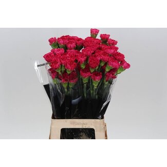 Freshy Anjer Lang Bizet