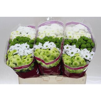 Freshy Chrysant santini Gemengd Breeze