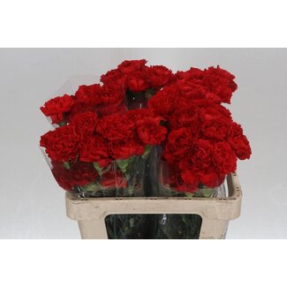 Freshy Anjer Kort Don Pedro