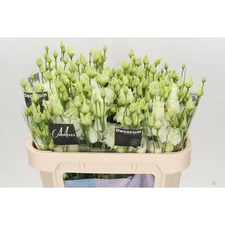 Freshy Eustoma Gevuld Alissa White