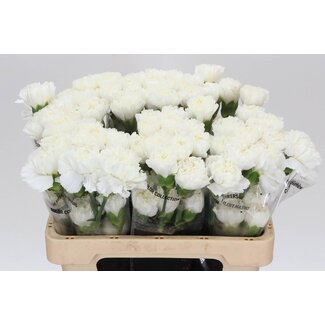 Freshy Anjer Kort Delphi