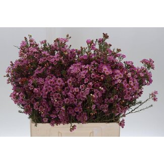 Freshy Chamelaucium Adi