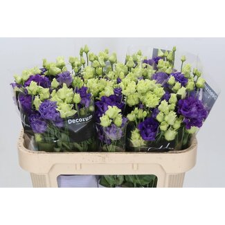 Freshy Eustoma Gevuld Alissa Blue