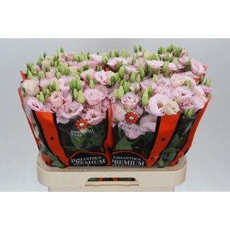 Freshy Eustoma Gevuld Lisanne Light Pink