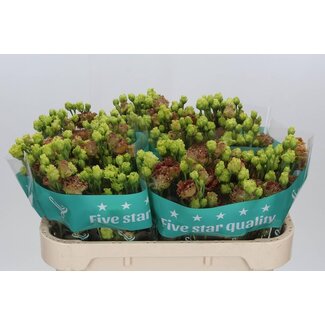 Freshy Eustoma Gevuld Rosan Terracot