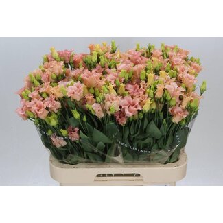 Freshy Eustoma Lisianthus Enkelbloemig “Falda Apricot” | Kleur: Gemengde Kleuren | Lengte ± 70 centimeter | Per 10 stelen