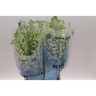 Freshy Delphinium El Mag Fountains Skyblue Whitebee