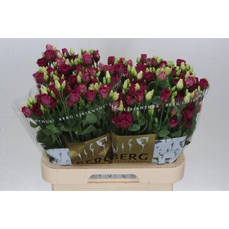 Freshy Eustoma Gevuld Arosa Red