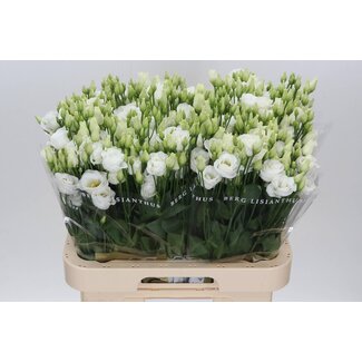 Freshy Eustoma Gevuld Rosi White