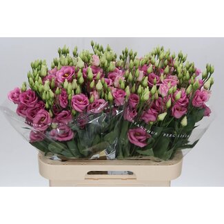 Freshy Eustoma Lisianthus Gevuld “Rosi Rose Pink” | Kleur: Roze | Lengte ± 70 centimeter | Per 10 stelen