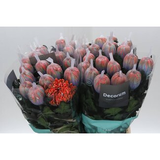 Freshy Chrysant deco Antonov Kleurbehandeld Vulcano