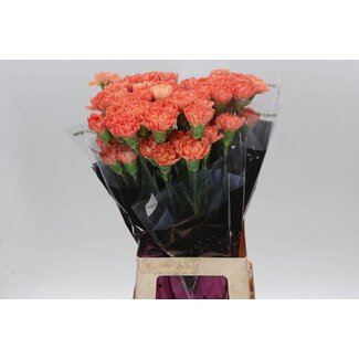 Freshy Anjer Lang Hermes Orange