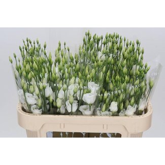 Freshy Eustoma Enkelbloemig Picco White