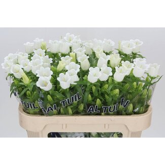 Freshy Campanula M Champion White