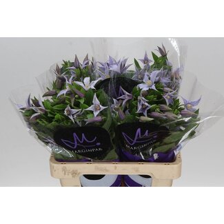 Freshy Clematis Star River