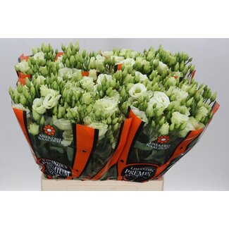 Freshy Eustoma Gevuld Rosi Green