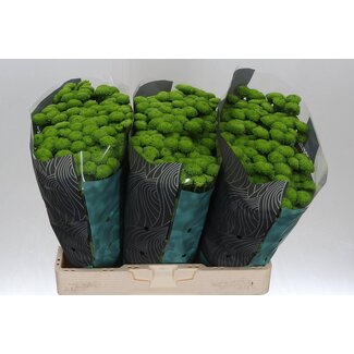 Freshy Chrysanthemum Chrysant Santini “Country” | Kleur: Groen | Lengte ± 55 centimeter | Per 25 stelen