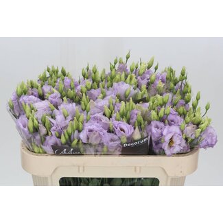 Freshy Eustoma Gevuld Stracciate Lavender