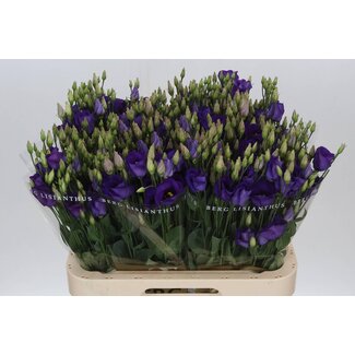 Freshy Eustoma Enkelbloemig Picco Violet
