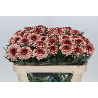 Freshy Chrysant deco Pip Salmon