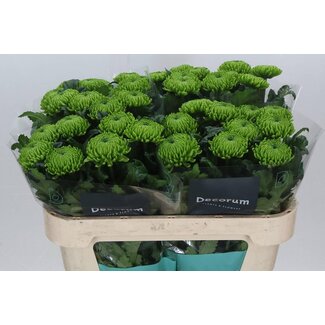 Freshy Chrysant deco Alemani