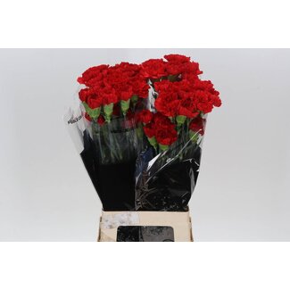 Freshy Anjer Lang Don Pedro