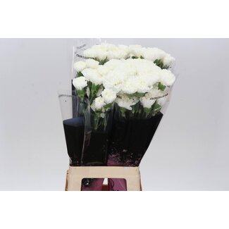 Freshy Long Carnation “Delphi” | Colour: White | Length ± 70 centimetre | Per 20 stems