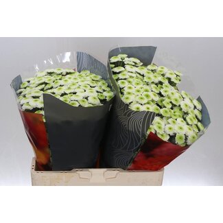 Freshy Chrysant santini Maverick White X L