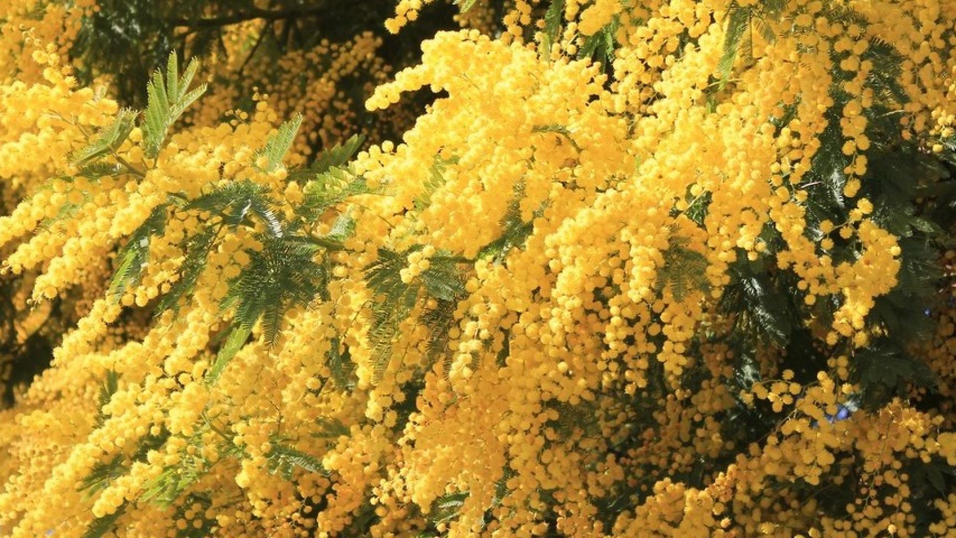 Acacia (Mimosa): Stralende Voorjaarsgeur voor B2B | B2B Flowers