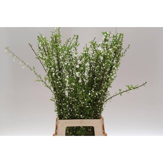 Freshy Prunus Gland Wit St