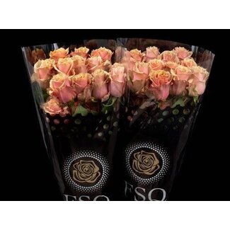 Freshy R Eq Pink Amaretto