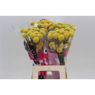 Freshy Craspedia Paint Pop