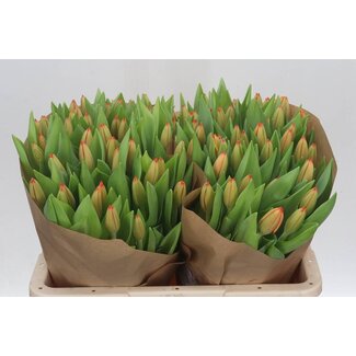 Freshy Tulp enkel Triple A