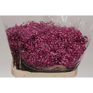 Freshy Gyps Kleurbehandeld Burgundy