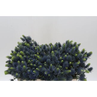 Freshy Eryngium Supernova Qstar