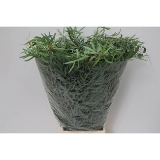 Freshy Eucalyptus Nicholii | Kleur: Groen | Lengte ± 70 centimeter | Gewicht 250 gram per bos | Per 5 bossen