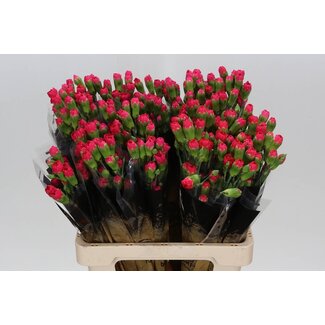 Freshy Trosanjer Pigeon