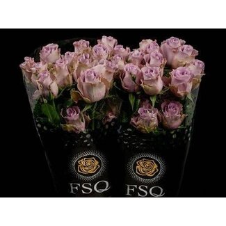 Freshy Large-flowered Rose “Grey Knights” | Colour: Purple | Length ± 50 centimetre | Origin Ecuador | Per 20 stems