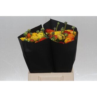 Freshy Ranunculus Eleg Super x25 Stripe Geel