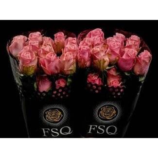 Freshy Large-flowered Rose “Hermosa” | Colour: Pink | Length ± 40 centimeter | Origin Ecuador | Per 20 stems
